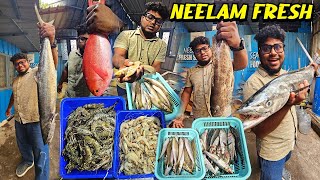 அயிலா முதல் வஞ்சிரம் Fish வரை | Cheapest Online Fish Market | Neelam Fresh | Pakoda Boyz