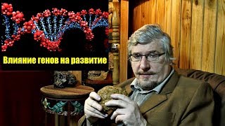 Влияние генов на развитие. Сергей Савельев