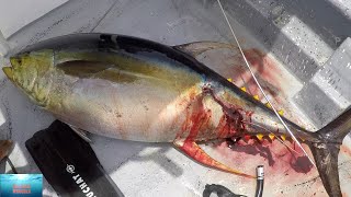 A big yellowfin tuna capture! Capture d'un grand thon albacore!