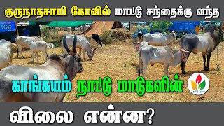 அந்தியூர் குருநாதசாமி கோவில்  சந்தைக்கு வந்திருந்த நாட்டு மாடுகள்! kangayam naattu madukal