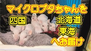 【Piglets】67・福岡から北海道札幌までマイクロブタをお届け