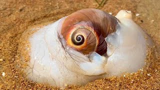 The cat's-eye snails exploded on the beach, picking up piles of them