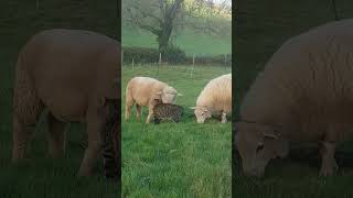 Adorable friendship between a cat and a lamb