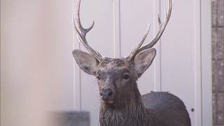 【HTBニュース】札幌でまた　住宅街にシカ現る