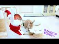 うさぎと過ごす冬のクリスマス2024！spend christmas with a rabbit. 12歳シニアうさぎ🐰 cute rabbit 【no0180】