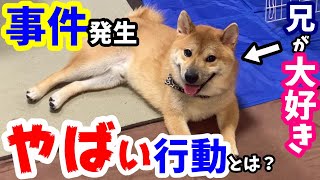 兄が好き過ぎる柴犬の驚きの行動とは？