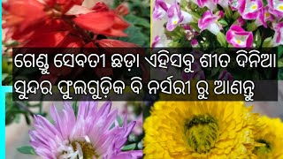 ମାତ୍ର 30 ଟଙ୍କାରେ, ଏହି ଫୁଲ ଗୁଡ଼ିକୁ ନର୍ସରୀ ରୁ ଆଣନ୍ତୁ, ଏବର୍ଷ Garden ଫୁଲରେ ଭର୍ତ୍ତି ହୋଇଯିବ