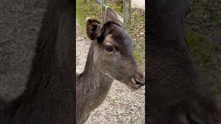 A German deer that regurgitates its food to chew it again 😅🤭