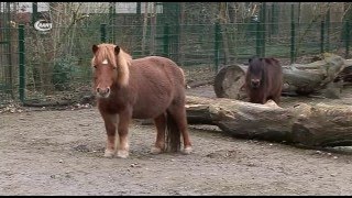 Tierparktage mit Blick hinter die Kulissen  -  RAN1