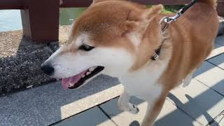 とある柴犬のお散歩風景