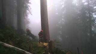 Yellow Cedar in the Fog