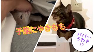 甘え上手な子猫がパパの布団に！先住猫のやきもちが可愛い【モカラテミルクのほっとＴＩＭＥ#１１】