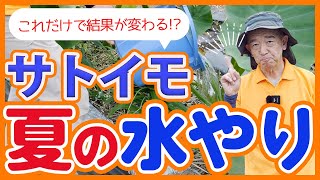 家庭菜園や農園のサトイモ栽培で夏は水やりが重要！サトイモ栽培を成功させる7月の重要なお世話を徹底解説！【農園ライフ】