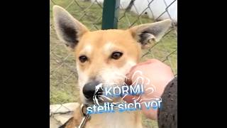 Mentor4Dogs-KORMI stellt sich vor