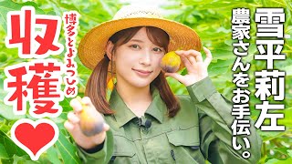 雪平莉左がいちじくのお姫様「博多とよみつひめ」農家さんをお手伝いin福岡県朝倉市