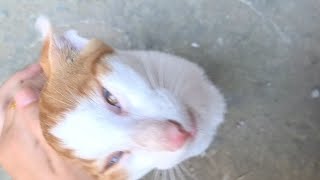 猫：妈妈，再爱我一次