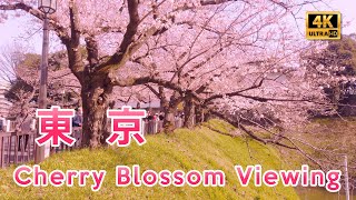 Japan Tokyo 2020 Cherry Blossom Viewing 4K Yasukuni Shrine Chidorigafuchi Daytime Walking Tour