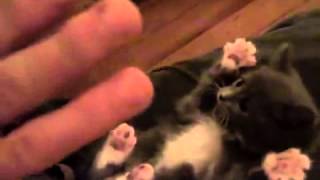 ▶ Surprised Kitty Original   YouTube 360p