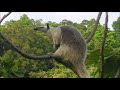 攝手021 大食蟻獸 big anteater 小食蟻獸 little anteater