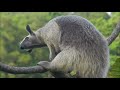 攝手021 大食蟻獸 big anteater 小食蟻獸 little anteater