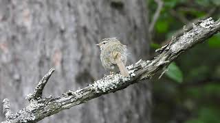 ウグイスのさえずりin上高地