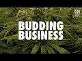 Budding Business | Trailer | Available Now