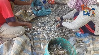 Amazing Net Fishing In Kompong Cham, Traditional Fishing - Net Fishing And catch by hand In Cambodia