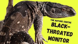 Meet Grimlock the Black-Throated Monitor!