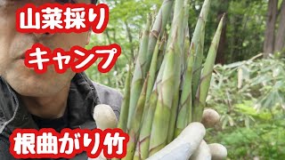 【山菜】ネマガリタケ採ってキャンプ料理