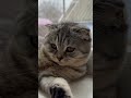 Весна #cat #cute #pets #monika #tiktok #kitten #animals #recommended #funny #cats