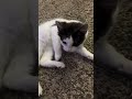 the emotional kitty. cute animals fyp viralvideo