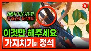 ⚠️이것도 모르고 가지치기 하면 정말 큰일납니다⚠️ㅣ어떤 가지를 잘라야 할까?🤔 한번만 보면 평생 써먹을 수 있어요ㅣ꼭 이곳을 잘라주세요, 꽃과 열매가 잘 열립니다🌸🍊