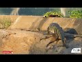 අම්මො ඒ කිබුලා යන තැන 😳😳 viral viralvideo nature srilanka