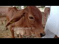 desi formulla for weak cow and buffalo calf ll calves