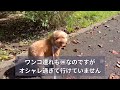 【犬との日常vlog】多頭飼いの散歩⭐︎千葉県我孫子市手賀沼公園