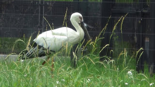 【野田市こうのとりの里】コウノトリ　Oriental White Stork ① （Ｈ27.6.5）ケージ内