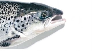 Genetically modified salmon coming to supermarkets