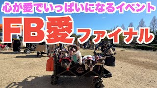 愛が一杯の犬イベントへ行ってきました 【 フレンチブルドッグ french_bulldog 】  FB愛ファイナル