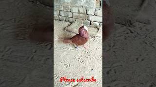 Red mukhi pigeon #youtubeshorts #viraltiktok #shortvideo #viral #viralvideo #youtube #kabootar