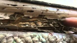 How to get rid of termites - Coby's Tentless Termite Control