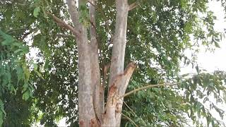 తెల్ల మద్ది చెట్టు - Thella madhi tree