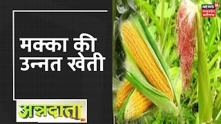 Annadata | Corn Cultivation | मक्का की फसल में लगने वाले कीटों का नियंत्रण