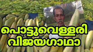 പൊട്ടുവെള്ളരി കൃഷി /pottuvellari krishi