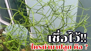 เชื่อไว้บ้าง!! ใครปลูกต้นนี้เอาไว้จะดีมาก | แม่บ้าน ลองทำ Methika channel