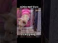 자기가 만든 개구멍에 껴버린 강아지 반응 shorts