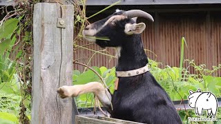 去勢ヤギのセブ♂ 2022年8月27日 Goat Farm 手作りヤギ牧場　吉がけ牧場