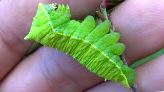 Caterpillar that SQUEAKS when TOUCHED!