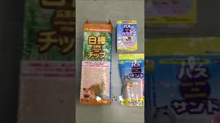 甲府市 ハムスター飼育セット ペットショップ 種類が多い小動物専門店 #shorts