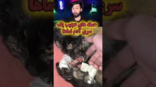 یکی از عجیب ترین حرف هایی که شنیدم ❌ #animallover