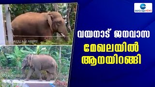 Wayanad Wild Elephant | വയനാട്ടിൽ വീണ്ടും ജനവാസ മേഖലയിൽ കാട്ടാന